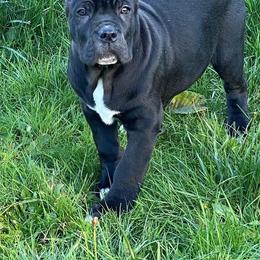 Cane Corso Puppies from Knights of Valor Cane Corso Kennel