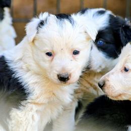 Sophie - Black and white female Border Collie puppy in Custer, South Dakota from Pinpoint Border Collies