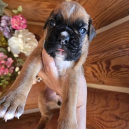 Boy 1 - Fawn Boxer puppy in Forsyth, Montana from Hert's Big Sky Boxers