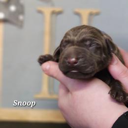 Snoop - Chocolate male Labrador Retriever puppy in Macomb, Missouri from Hicks Family Homestead