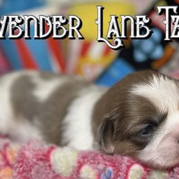 Shih Tzu Puppies from Lavender Lane Tzus