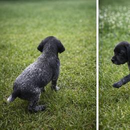 Sable - Black roan female German Shorthaired Pointer puppy in Columbia, Louisiana from M&R Breeders