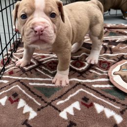 Alapaha Blue Blood Bulldog Puppies from WICKED Alapaha Kennel