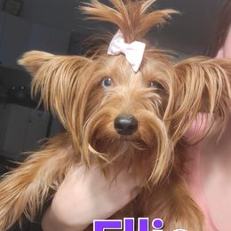 Ellie - Yorkshire Terrier
