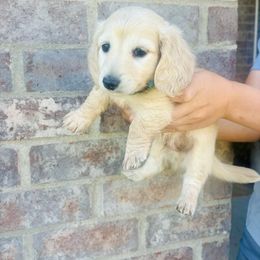 Mr.Blue - Cream male Dachshund puppy in Clarksville, Tennessee from Lala’s Pups