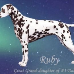 Ruby - Dalmatian