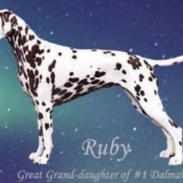 Ruby - Dalmatian