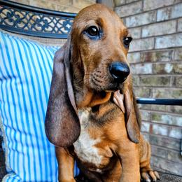 Blaze - Red male Colombian Fino Hound puppy in Kingston, Tennessee from Fino Hounds USA