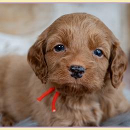 Bishop - Red male Cockapoo puppy in Connersville, Indiana from Deaz Doodle Ranch
