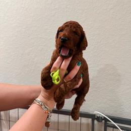 Green - Red  male Goldendoodle puppy in Pearland, Texas from Double Shot Boykins