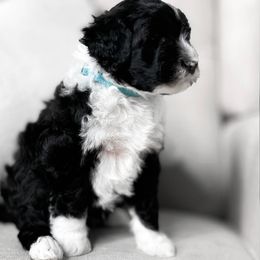 Cortina - Black and white Portuguese Water Dog puppy in Mount Vernon, Ohio from Portie Club PWD's