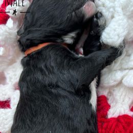 Goldendoodle and Poodle Puppies from Trammell’s Southern Pups