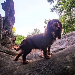 Kleaha - Cavalier King Charles Spaniel