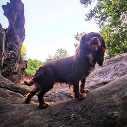 Kleaha - Cavalier King Charles Spaniel