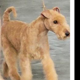 Delta - Lakeland Terrier