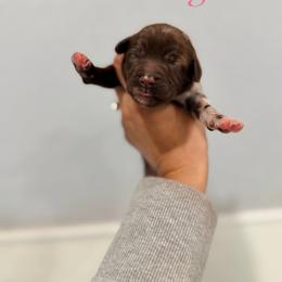 Marigold - Merle female Goldendoodle puppy in Dallas County, Texas from Dream A Little Doodle