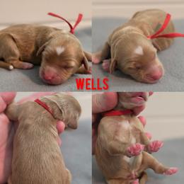 Wells - Apricot male Goldendoodle puppy in Summerville, South Carolina from Channys Doodles