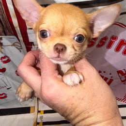 Calla - Red female Chihuahua puppy in Palmyra, Indiana from Country Star Chihuahuas