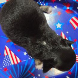 Isla - Black and tan female Chihuahua puppy in Buffalo, New York from CristinaXio Chihuahuas