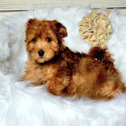 Bernedoodle, Cavapoo, Cockapoo, Goldendoodle, Havapoo, and Poodle Puppies from Farquharson's Poodles&Doodles
