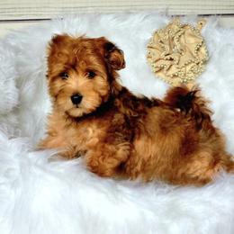 Bernedoodle, Cavapoo, Cockapoo, Goldendoodle, Havapoo, and Poodle Puppies from Farquharson's Poodles&Doodles
