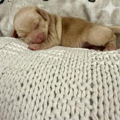 Biscuit - Cream male Dachshund puppy in Chillicothe, Ohio from Brittney's Dachshunds