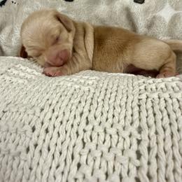 Biscuit - Cream male Dachshund puppy in Chillicothe, Ohio from Brittney's Dachshunds