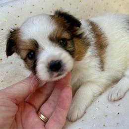 Donald (green) - White and sable male Papillon puppy in Chattanooga, Oklahoma from Lottie Dottie Scottie’s and Papillons