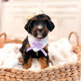 Sally - Tri-color female Bernedoodle puppy in Sulphur, Louisiana from Curly Q’s Of Carlyss
