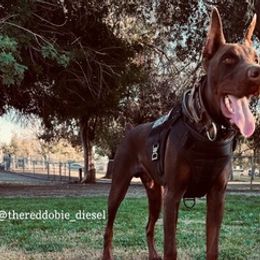 Doberman Pinschers from King of Darkness Kennelz