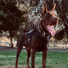 Doberman Pinschers from King of Darkness Kennelz