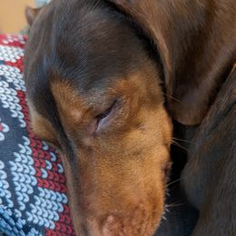 Dachshunds from Dandy Doxies of KY