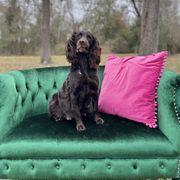 Boykin Spaniel and Goldendoodle Puppies from Double Shot Boykins