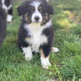 Australian Shepherd, Miniature Australian Shepherd, and Toy Australian Shepherd Puppies from Brushy Creek Aussies & Mini Aussies