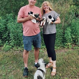 Shihpoo Puppies from Perfect Companion Puppies