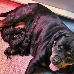 Girl 2 - Black and mahogany female Rottweiler puppy in Bartonsville, Pennsylvania from Karol's Rottweilers
