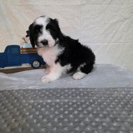 Nova - Black and white female Sheepadoodle puppy in Weatherford, Texas from Oodles of poodles and doodles