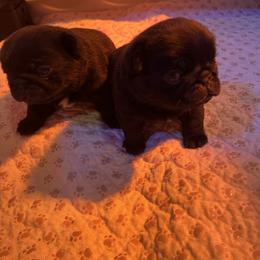 Pug Puppies from Price Kennels