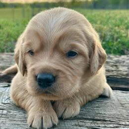 Bentley - Dark golden male Golden Retriever puppy in Doniphan, Missouri from Stockford’s Golden Retrievers