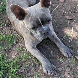 Bluey - French Bulldog
