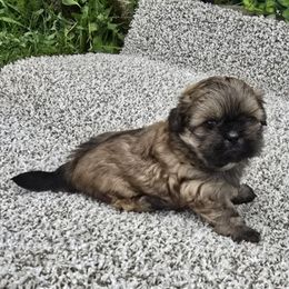 Sable female - Sable female Shih Tzu puppy in Newark, Ohio from Gemini Kennels