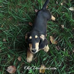 Vinder - Black and cream male Dachshund puppy in Oklahoma City, Oklahoma from OkieDoxieland Dachshunds