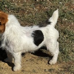 Sophia - Jack Russell Terrier