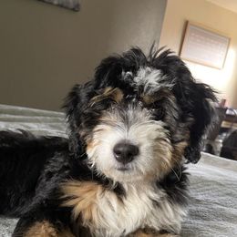 Bernedoodles and Goldendoodles from Brown’s Golden Paws