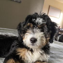 Bernedoodles and Goldendoodles from Brown’s Golden Paws
