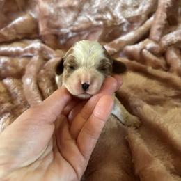 Precious - Blenheim female Cavalier King Charles Spaniel puppy in Knoxville, Tennessee from Rocky Top Cavapoos