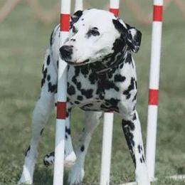 Dalmatians from Andiron Dalmatians