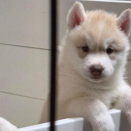 Caramel - Fully Health Tested Parents - Red and white male Siberian Husky puppy in Livermore, California from Limitless Huskies