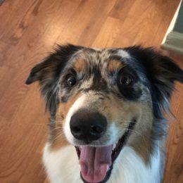 Australian Shepherd Puppies from Moss' Cross Creek Aussie’s