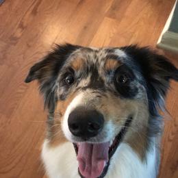Australian Shepherd Puppies from Moss' Cross Creek Aussie’s